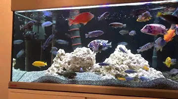 Eheim proxima 250 litre Tank